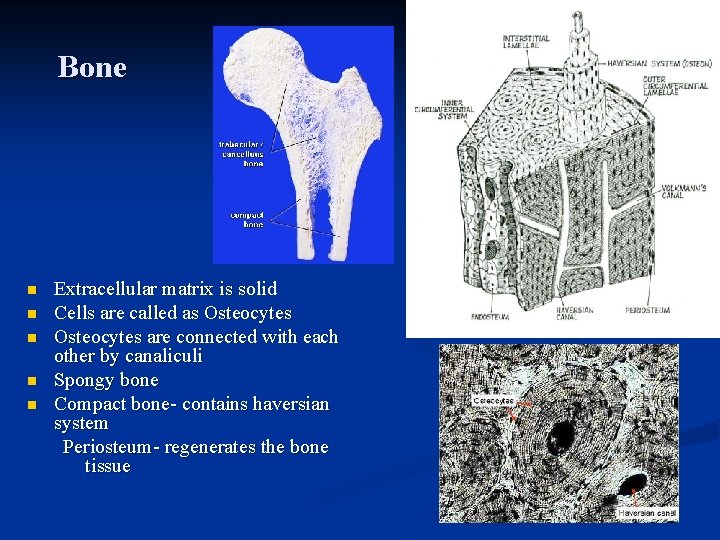 Bone n n n Extracellular matrix is solid Cells are called as Osteocytes are