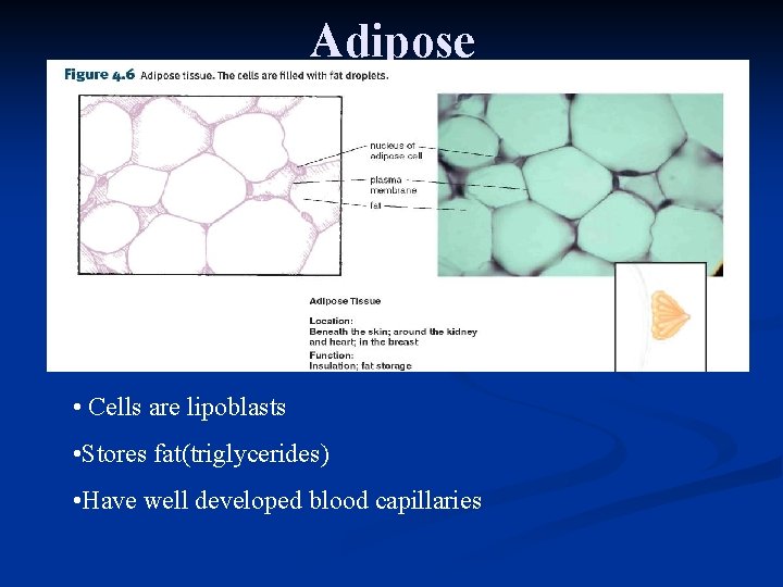 Adipose • Cells are lipoblasts • Stores fat(triglycerides) • Have well developed blood capillaries