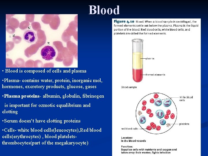 Blood • Blood is composed of cells and plasma • Plasma contains water, protein,