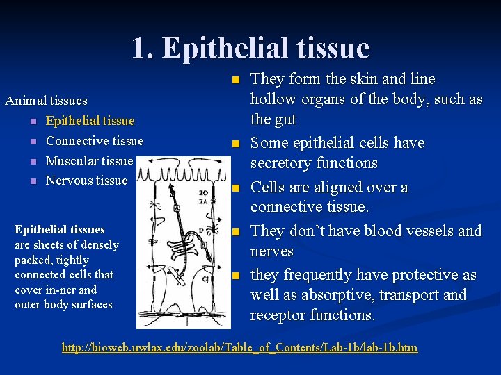 1. Epithelial tissue n Animal tissues n Epithelial tissue n Connective tissue n Muscular