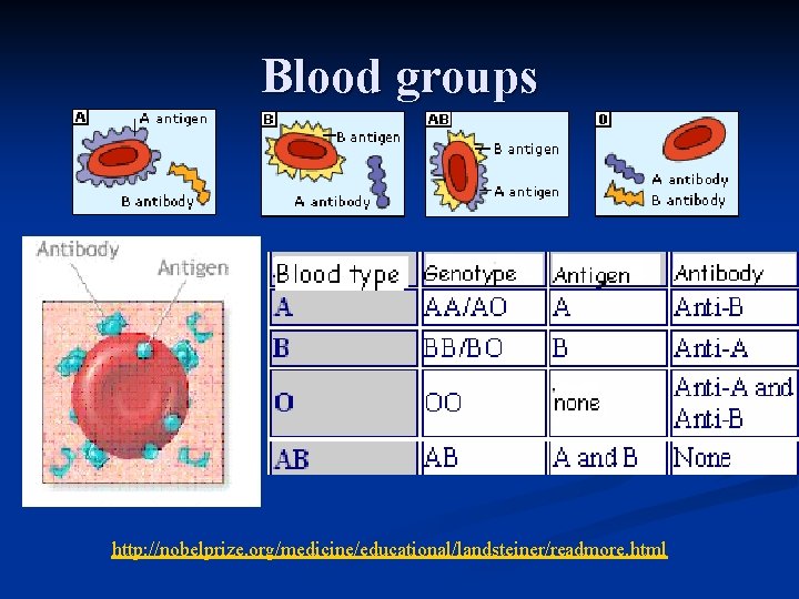 Blood groups http: //nobelprize. org/medicine/educational/landsteiner/readmore. html 