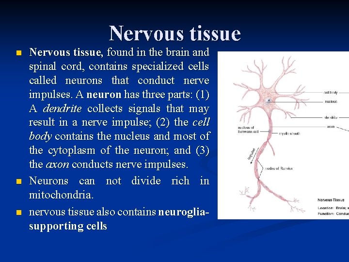 Nervous tissue n n n Nervous tissue, found in the brain and spinal cord,