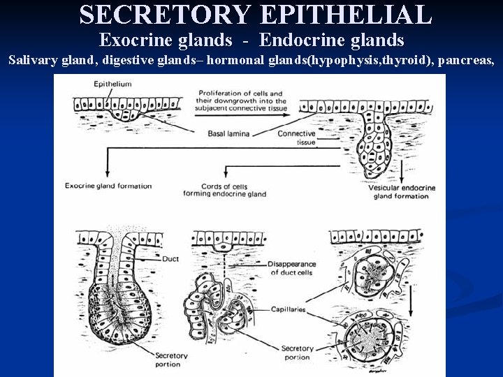 SECRETORY EPITHELIAL Exocrine glands - Endocrine glands Salivary gland, digestive glands– hormonal glands(hypophysis, thyroid),