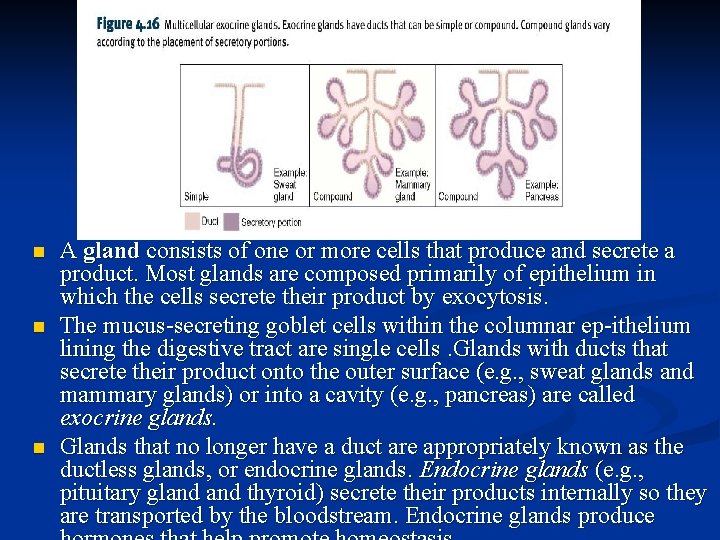 n n n A gland consists of one or more cells that produce and