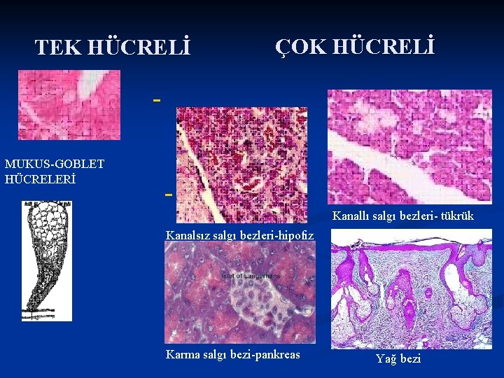 TEK HÜCRELİ ÇOK HÜCRELİ MUKUS GOBLET HÜCRELERİ Kanallı salgı bezleri tükrük Kanalsız salgı bezleri