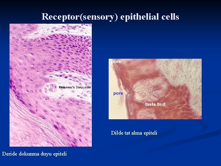 Receptor(sensory) epithelial cells Dilde tat alma epiteli Deride dokunma duyu epiteli 