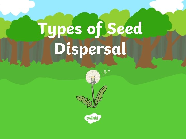 Types of Seed Dispersal 