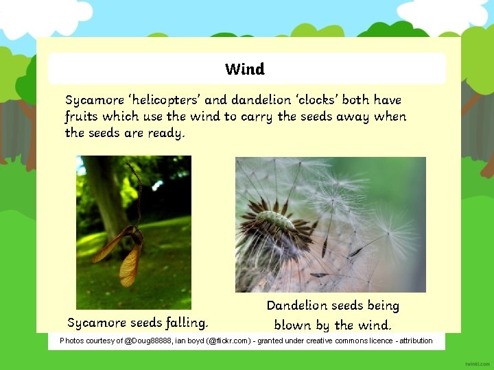 Wind Sycamore ‘helicopters’ and dandelion ‘clocks’ both have fruits which use the wind to