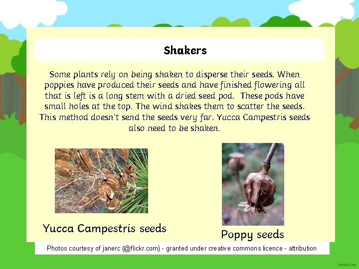 Shakers Some plants rely on being shaken to disperse their seeds. When poppies have