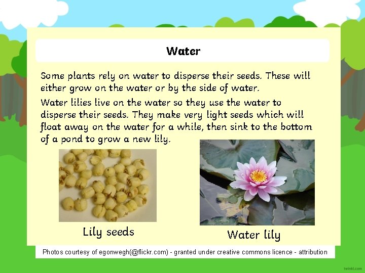 Water Some plants rely on water to disperse their seeds. These will either grow