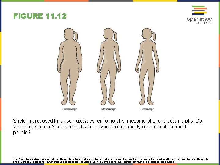 FIGURE 11. 12 Sheldon proposed three somatotypes: endomorphs, mesomorphs, and ectomorphs. Do you think