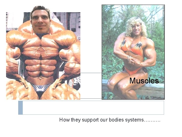 Muscles How they support our bodies systems………. 