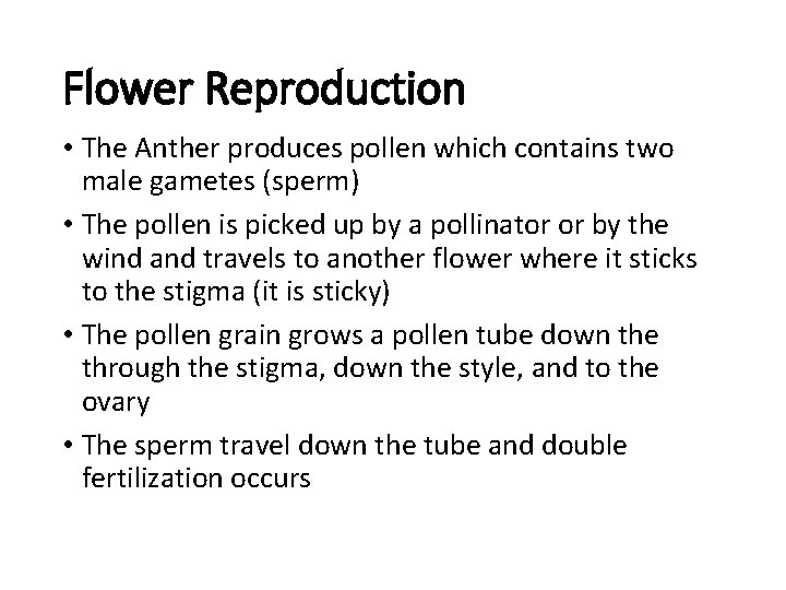 Flower Reproduction • The Anther produces pollen which contains two male gametes (sperm) •