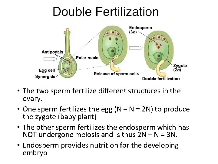  • The two sperm fertilize different structures in the ovary. • One sperm