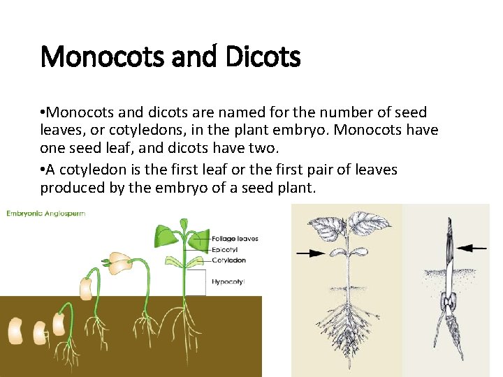 Monocots and Dicots • Monocots and dicots are named for the number of seed