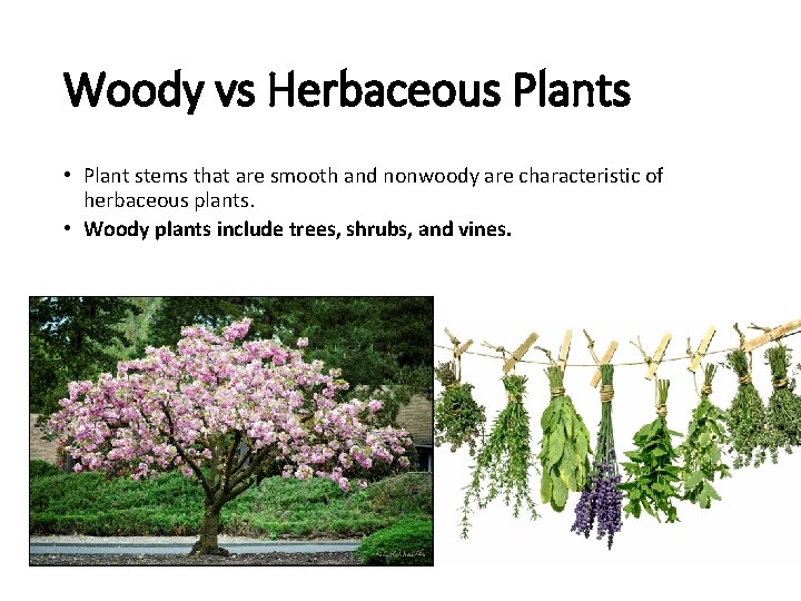 Woody vs Herbaceous Plants • Plant stems that are smooth and nonwoody are characteristic