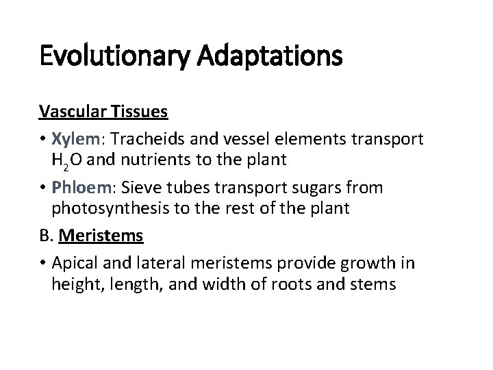 Evolutionary Adaptations Vascular Tissues • Xylem: Tracheids and vessel elements transport H 2 O