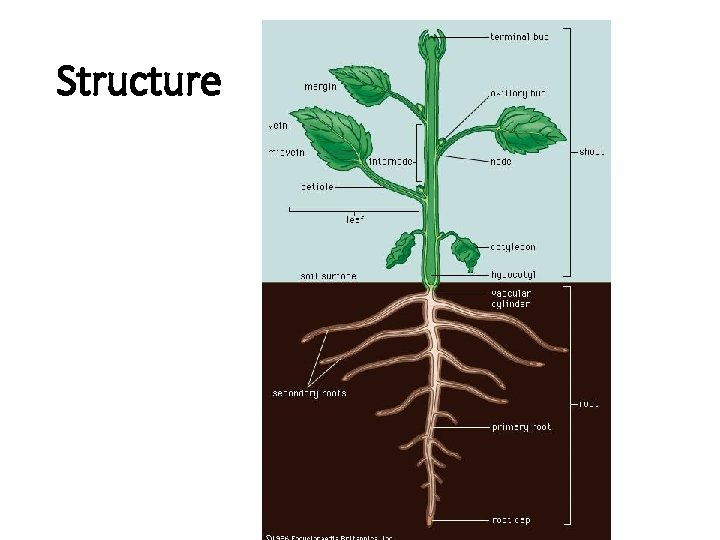 Structure 