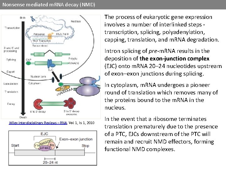 Nonsense mediated m. RNA decay (NMD) The process of eukaryotic gene expression involves a