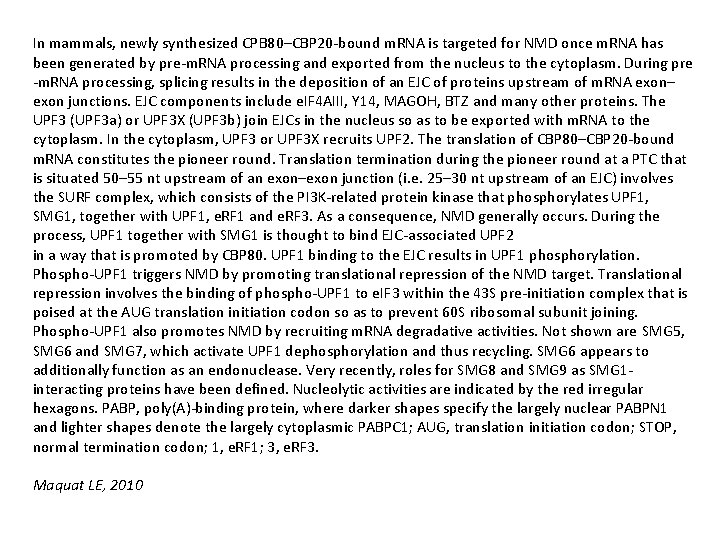 In mammals, newly synthesized CPB 80–CBP 20 -bound m. RNA is targeted for NMD