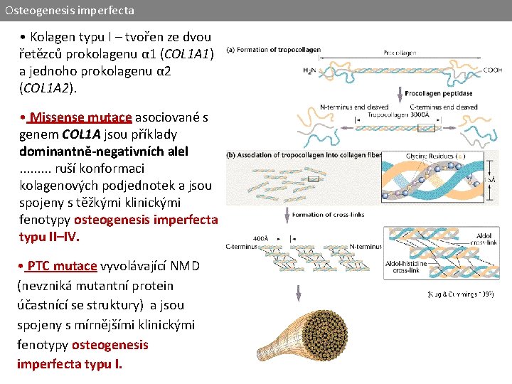 Osteogenesis imperfecta • Kolagen typu I – tvořen ze dvou řetězců prokolagenu α 1