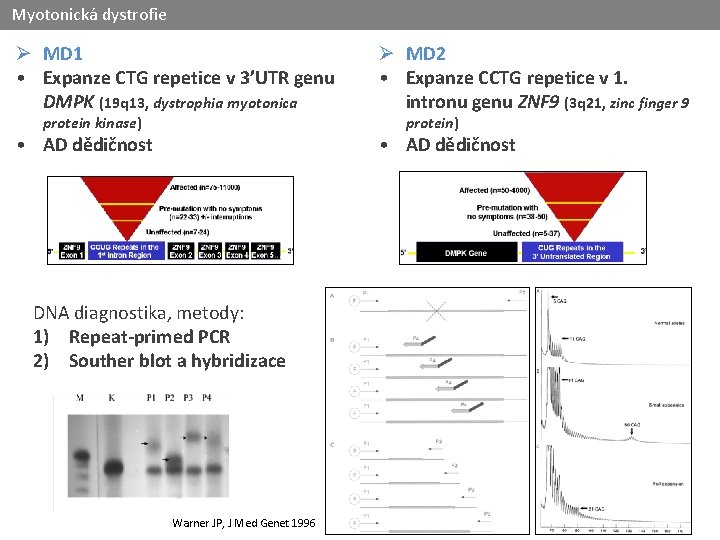 Myotonická dystrofie Ø MD 1 • Expanze CTG repetice v 3’UTR genu DMPK (19