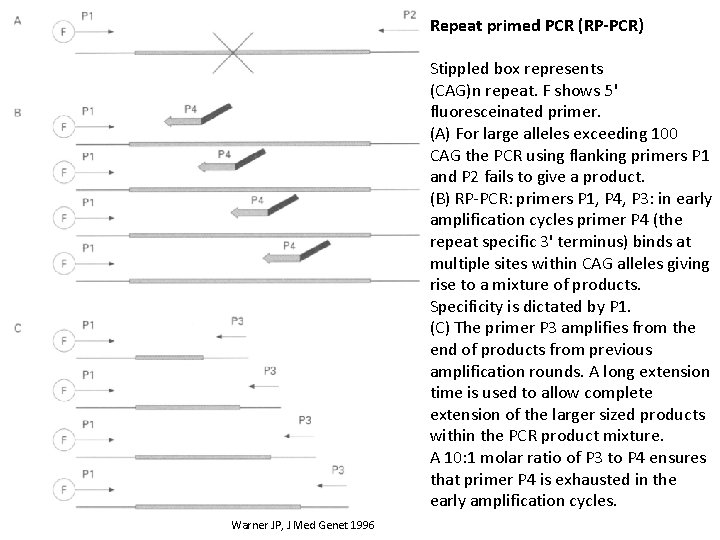 Repeat primed PCR (RP-PCR) Stippled box represents (CAG)n repeat. F shows 5' fluoresceinated primer.
