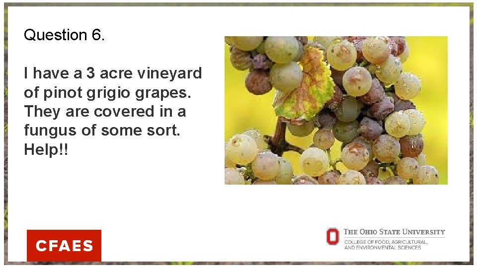 Question 6. I have a 3 acre vineyard of pinot grigio grapes. They are