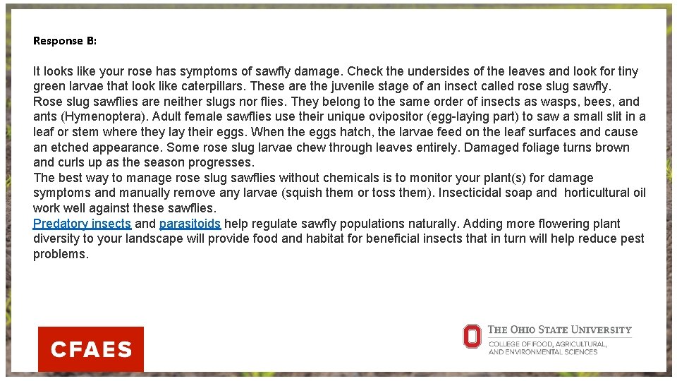 Response B: It looks like your rose has symptoms of sawfly damage. Check the