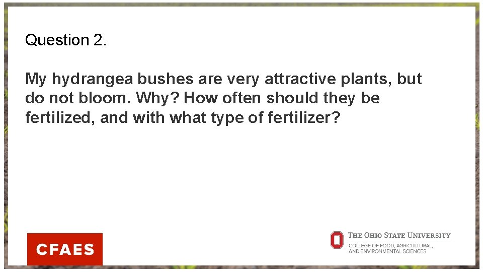 Question 2. My hydrangea bushes are very attractive plants, but do not bloom. Why?