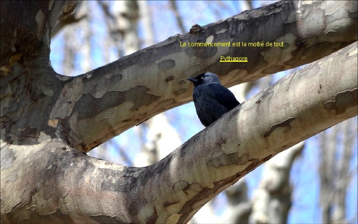 Le commencement est la moitié de tout. Pythagore 