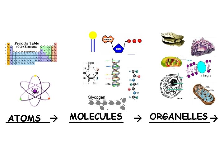 ____ ATOMS MOLECULES _____ ORGANELLES ______ 