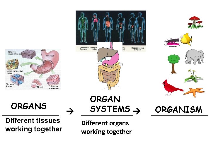 ORGANS SYSTEMS ______ Different tissues working together Different organs working together ORGANISM ______ 