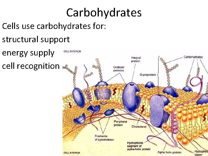 Carbohydrates Cells use carbohydrates for: structural support energy supply cell recognition 