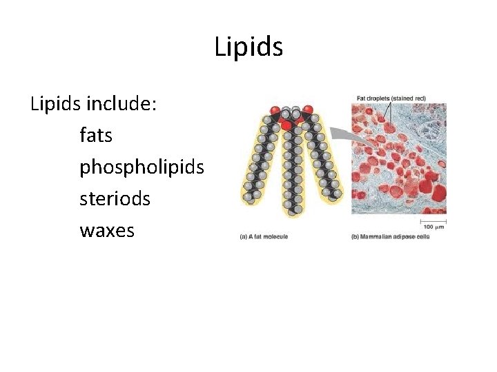 Lipids include: fats phospholipids steriods waxes 