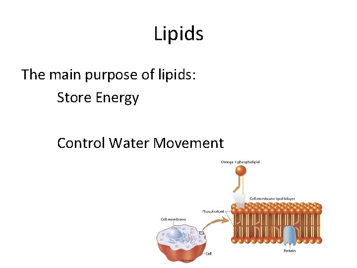 Lipids The main purpose of lipids: Store Energy Control Water Movement 