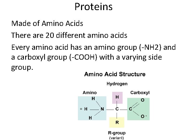 Proteins Made of Amino Acids There are 20 different amino acids Every amino acid