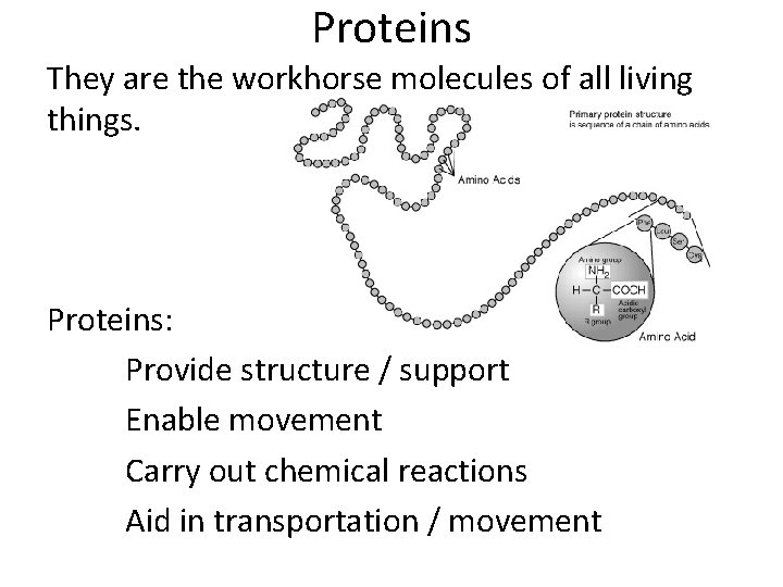 Proteins They are the workhorse molecules of all living things. Proteins: Provide structure /