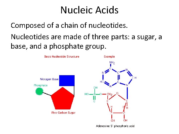 Nucleic Acids Composed of a chain of nucleotides. Nucleotides are made of three parts: