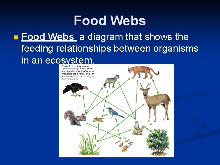 Food Webs n Food Webs a diagram that shows the feeding relationships between organisms