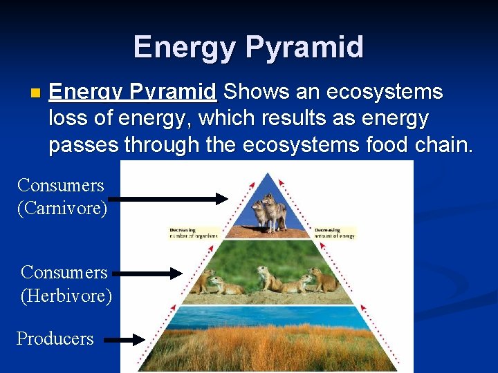 Energy Pyramid n Energy Pyramid Shows an ecosystems loss of energy, which results as