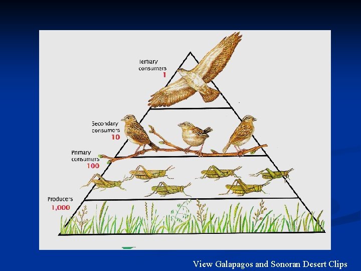 View Galapagos and Sonoran Desert Clips 