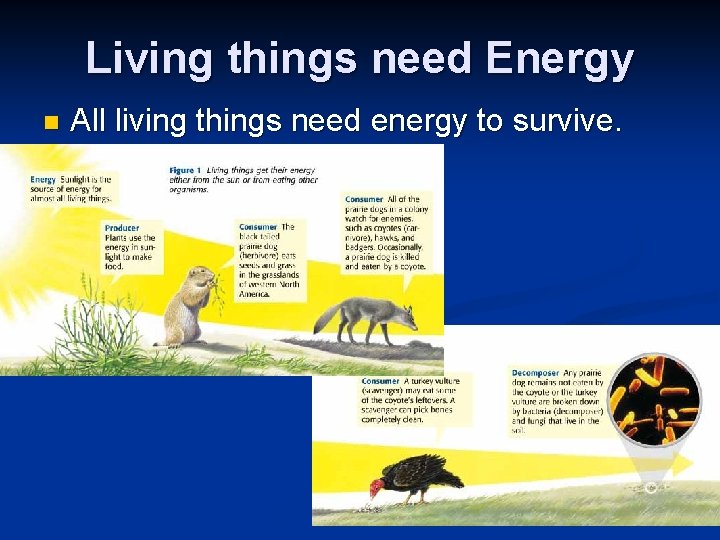 Living things need Energy n All living things need energy to survive. 