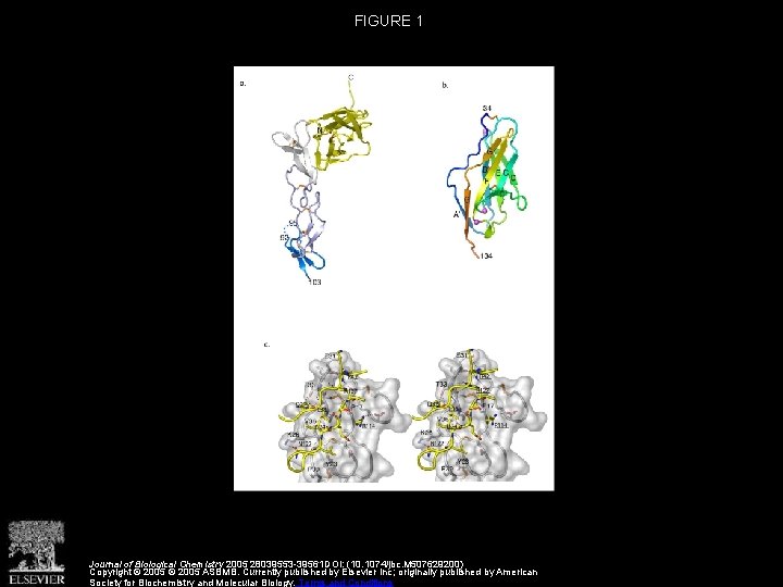 FIGURE 1 Journal of Biological Chemistry 2005 28039553 -39561 DOI: (10. 1074/jbc. M 507629200)