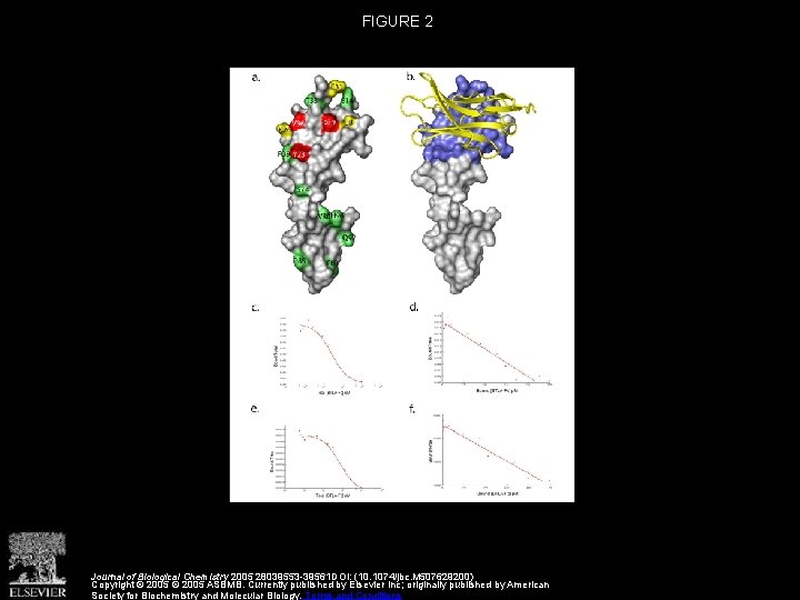 FIGURE 2 Journal of Biological Chemistry 2005 28039553 -39561 DOI: (10. 1074/jbc. M 507629200)