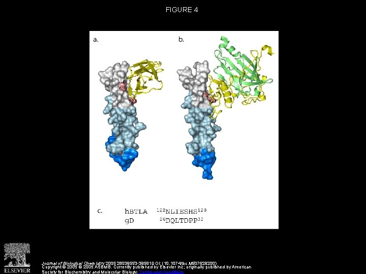 FIGURE 4 Journal of Biological Chemistry 2005 28039553 -39561 DOI: (10. 1074/jbc. M 507629200)