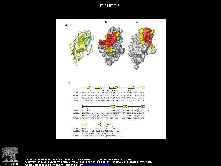 FIGURE 5 Journal of Biological Chemistry 2005 28039553 -39561 DOI: (10. 1074/jbc. M 507629200)