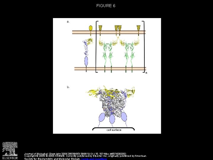 FIGURE 6 Journal of Biological Chemistry 2005 28039553 -39561 DOI: (10. 1074/jbc. M 507629200)