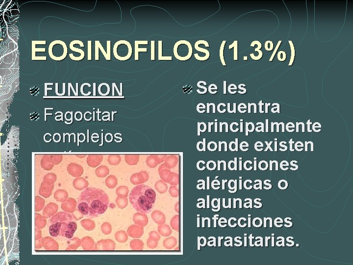 EOSINOFILOS (1. 3%) FUNCION Fagocitar complejos antígenoanticuerpo Se les encuentra principalmente donde existen condiciones