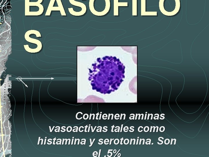 BASOFILO S Contienen aminas vasoactivas tales como histamina y serotonina. Son 